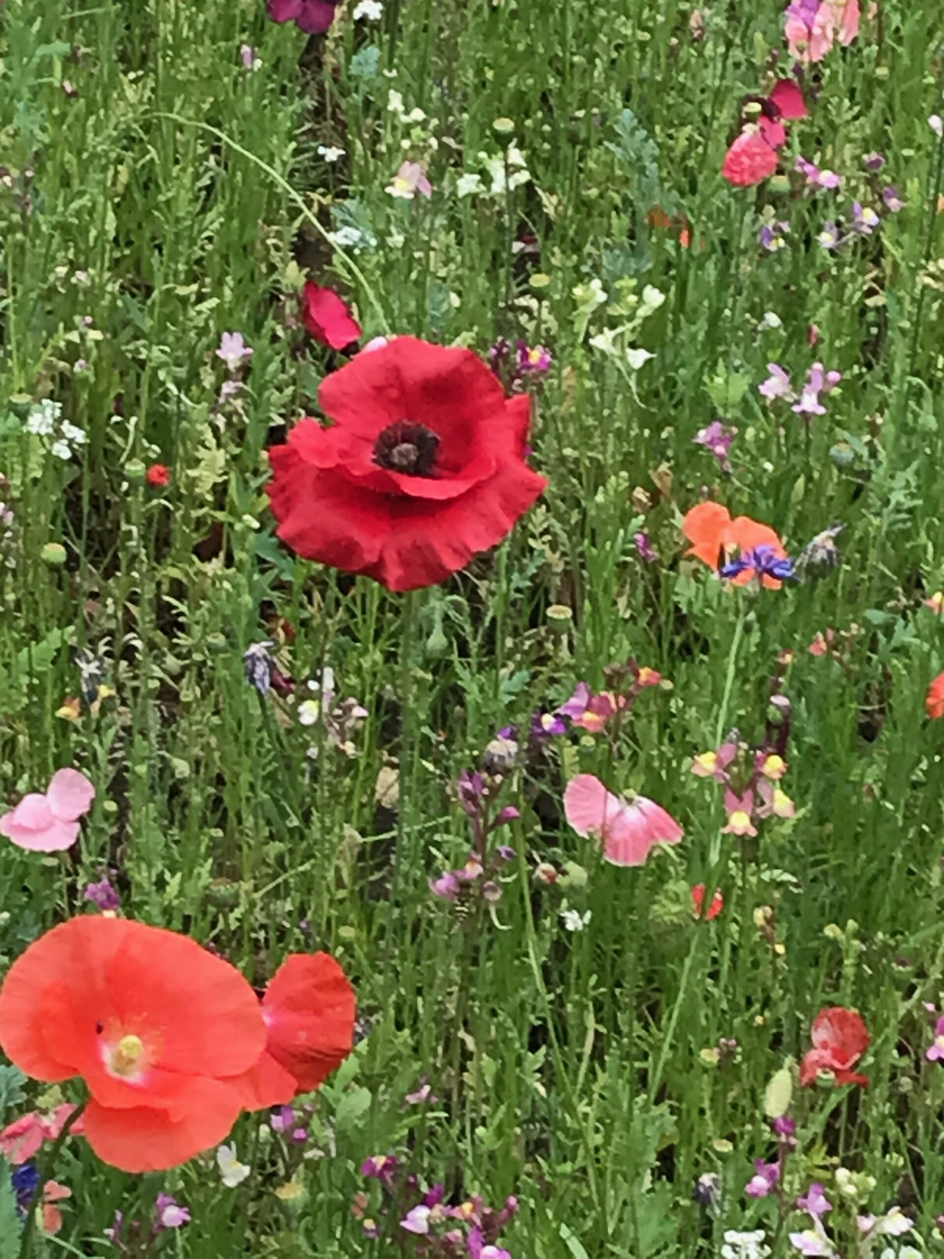 Meadow Flowers